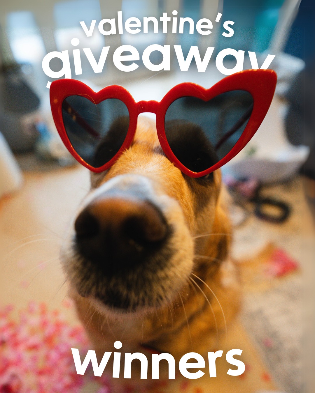 Pet Genie giveaway graphic
