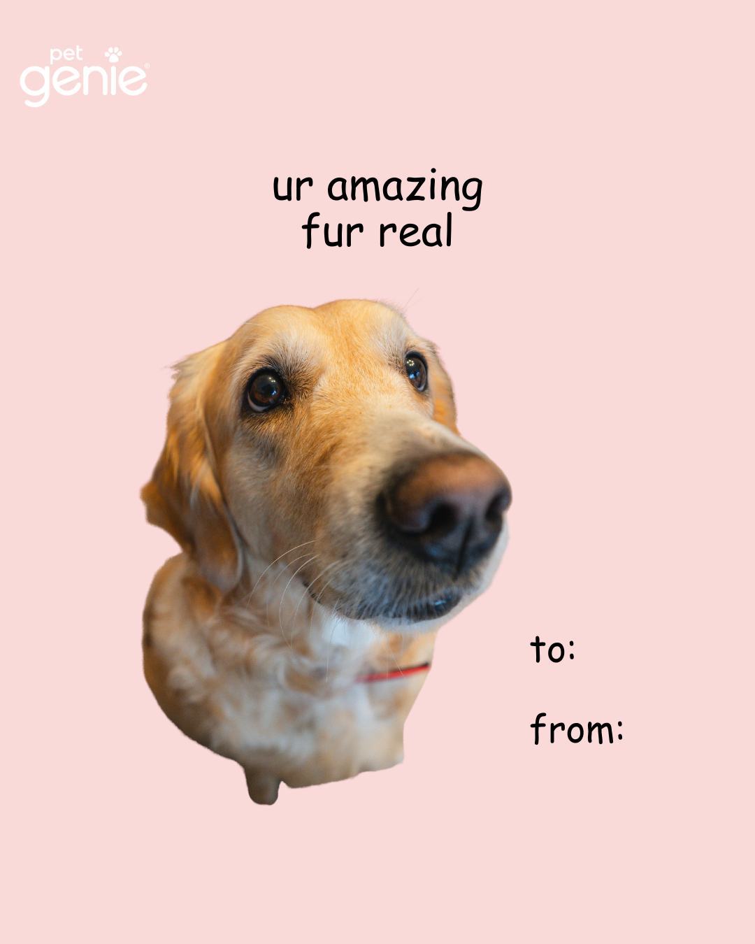 Pet Genie Valentine's graphic