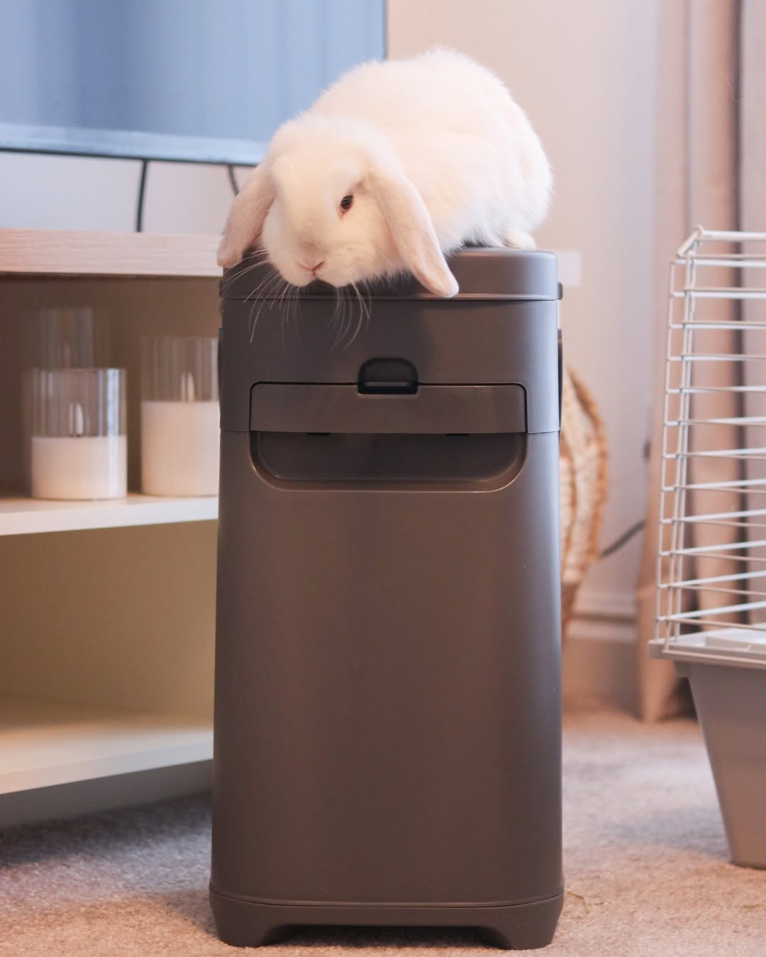 Pet Genie product photography